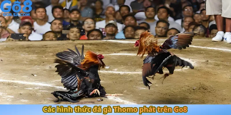 Các hình thức đá gà Thomo phát trên Go8